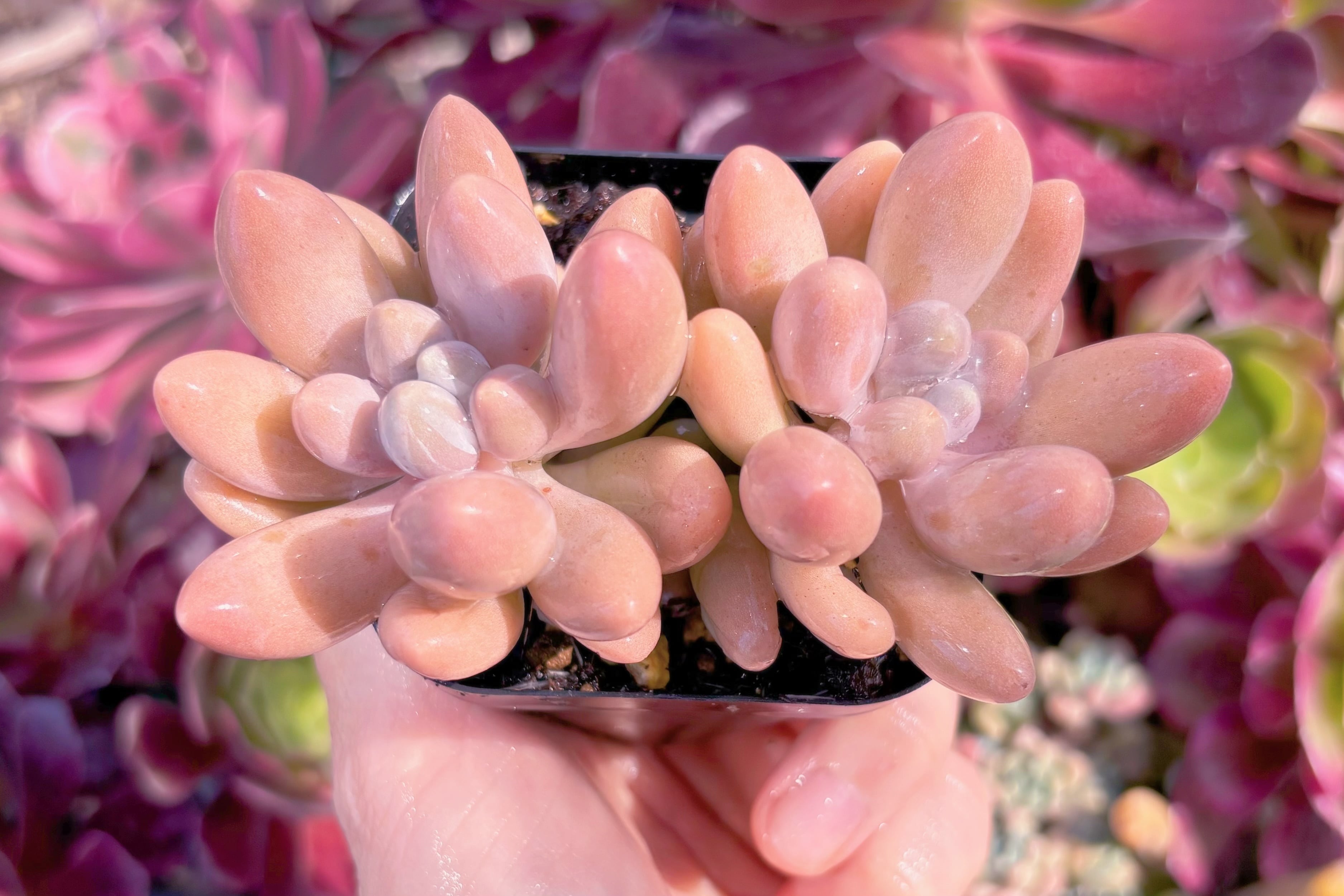 現品　ビューティーフィンガー#F004　るる農園