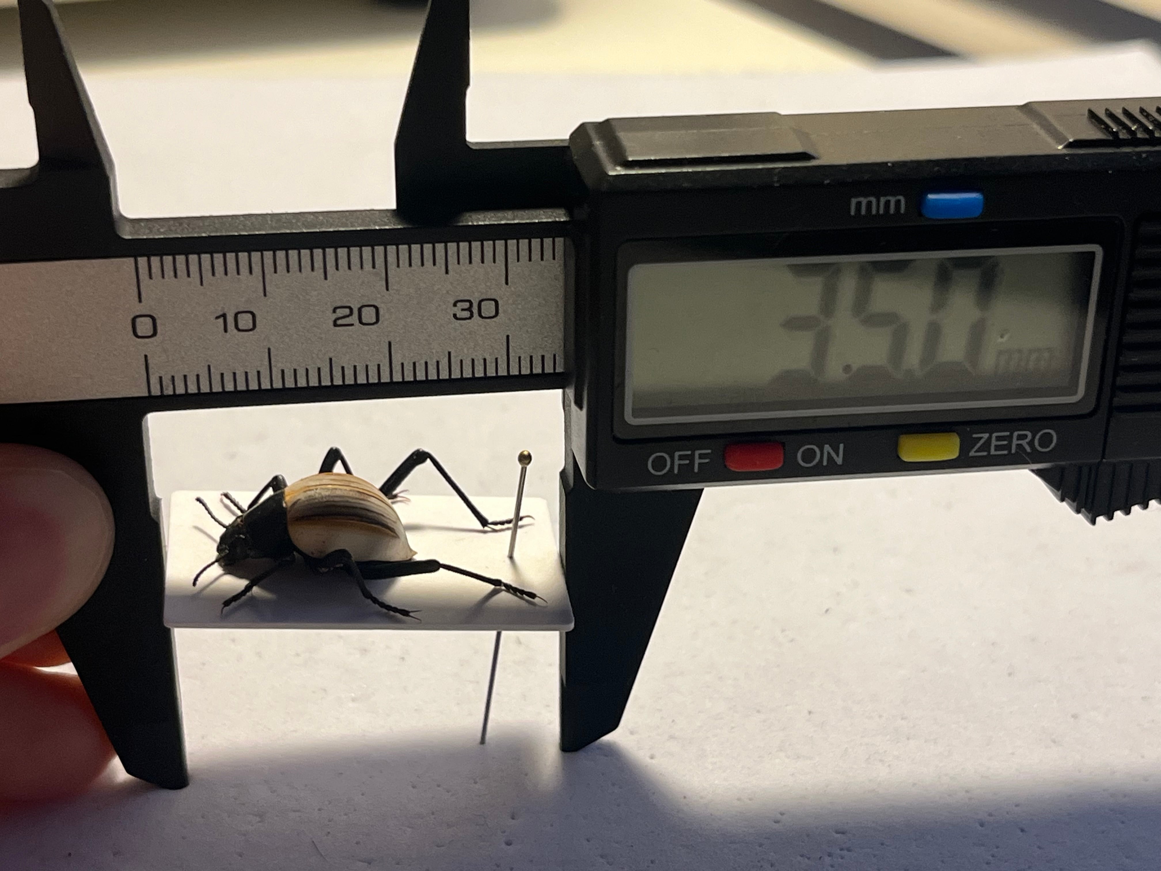 キリアツメゴミムシダマシ 標本 キリアツメゴミムシダマシ コブハムシ