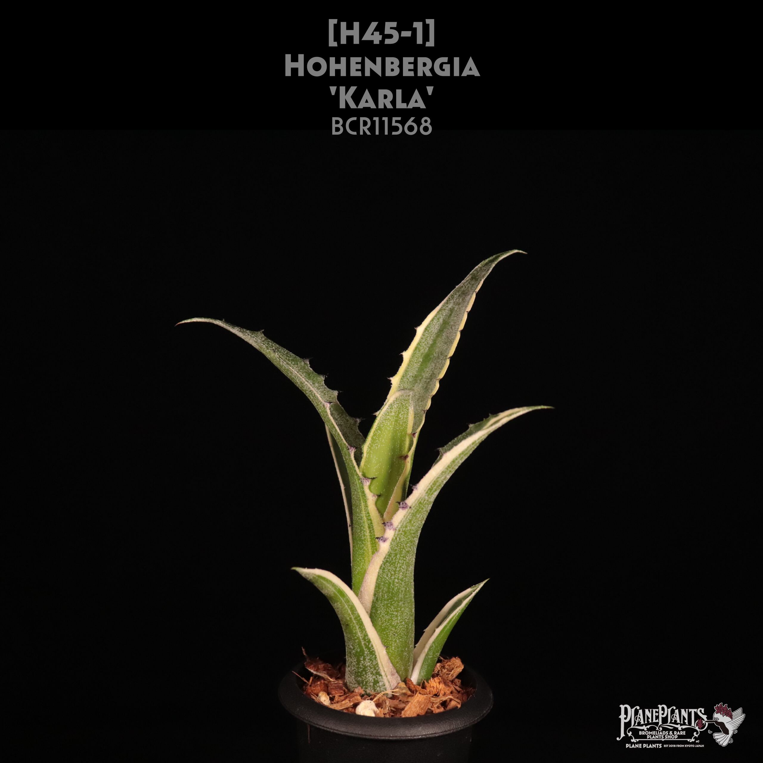 タンクブロメリア　ホヘンベルギア『Sandra's Mountain 』 Hohenbergia Sandra's Mountains【artPLANTs/PLANTS GARAGE