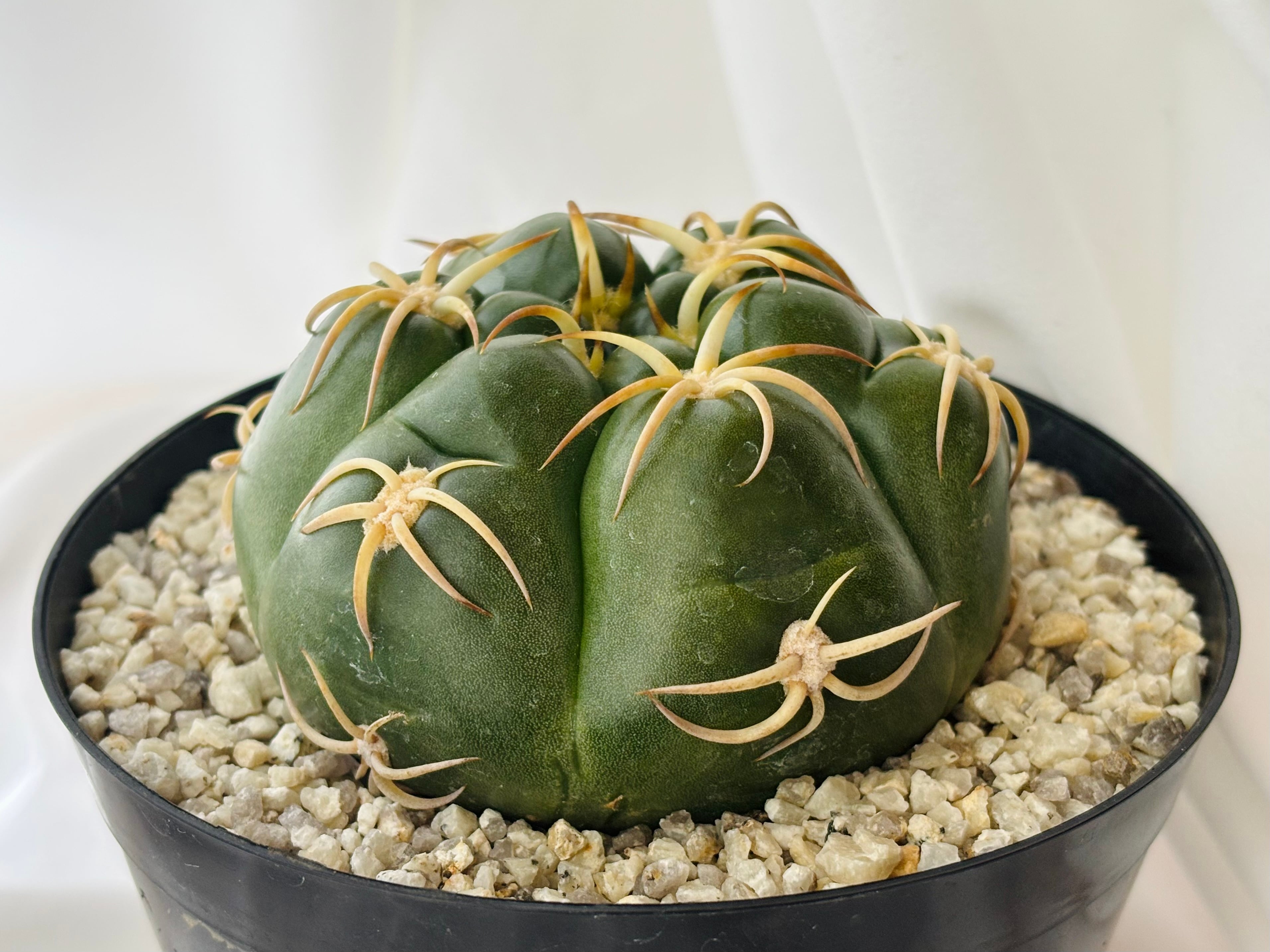 Gymnocalycium denudatum ギムノカリキウム 海王丸 サボテン | plants