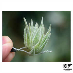Tillandsia sp. (Like T. thiekenii)