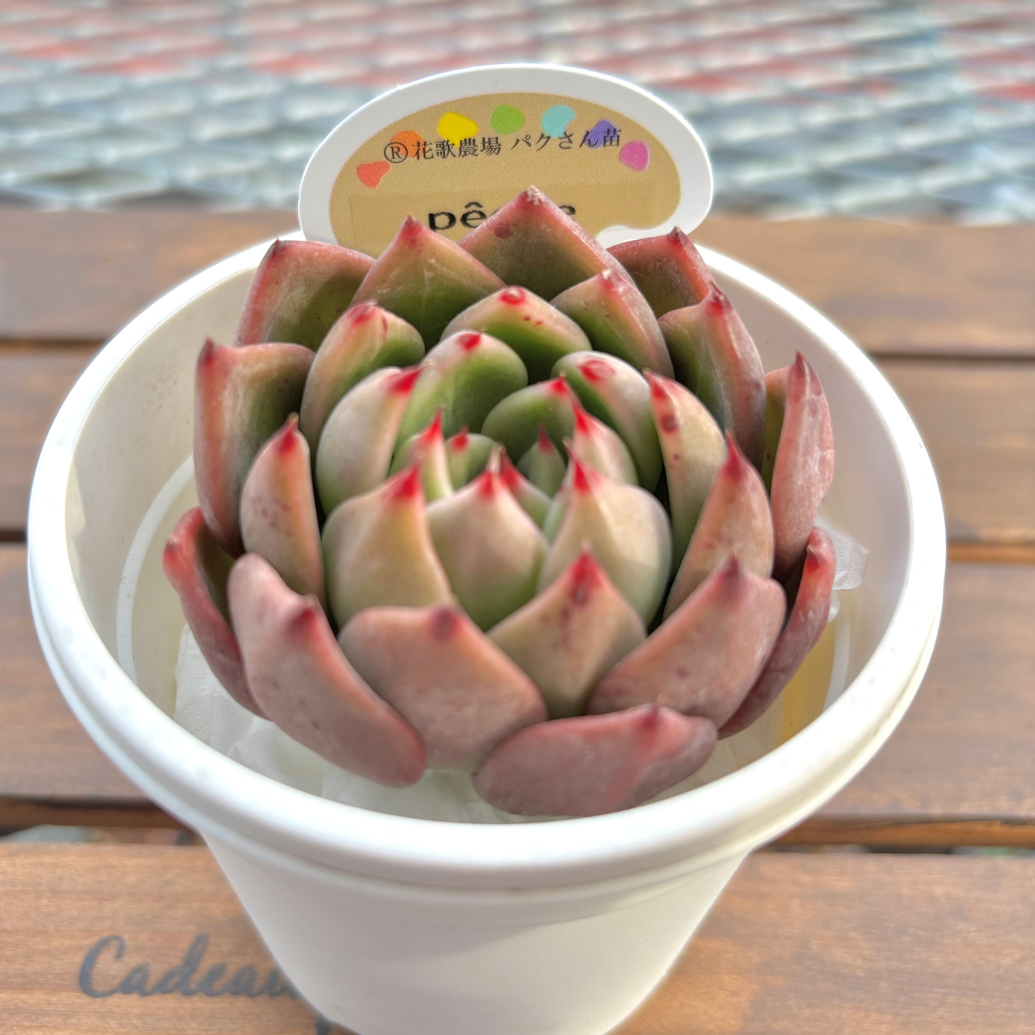 第四種郵便に速達プラス！ | ようせいのしっぽ