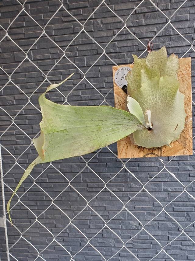 P.White House #4 (Mr.Uan) 【artPLANTs】ビカクシダ/Platycerium