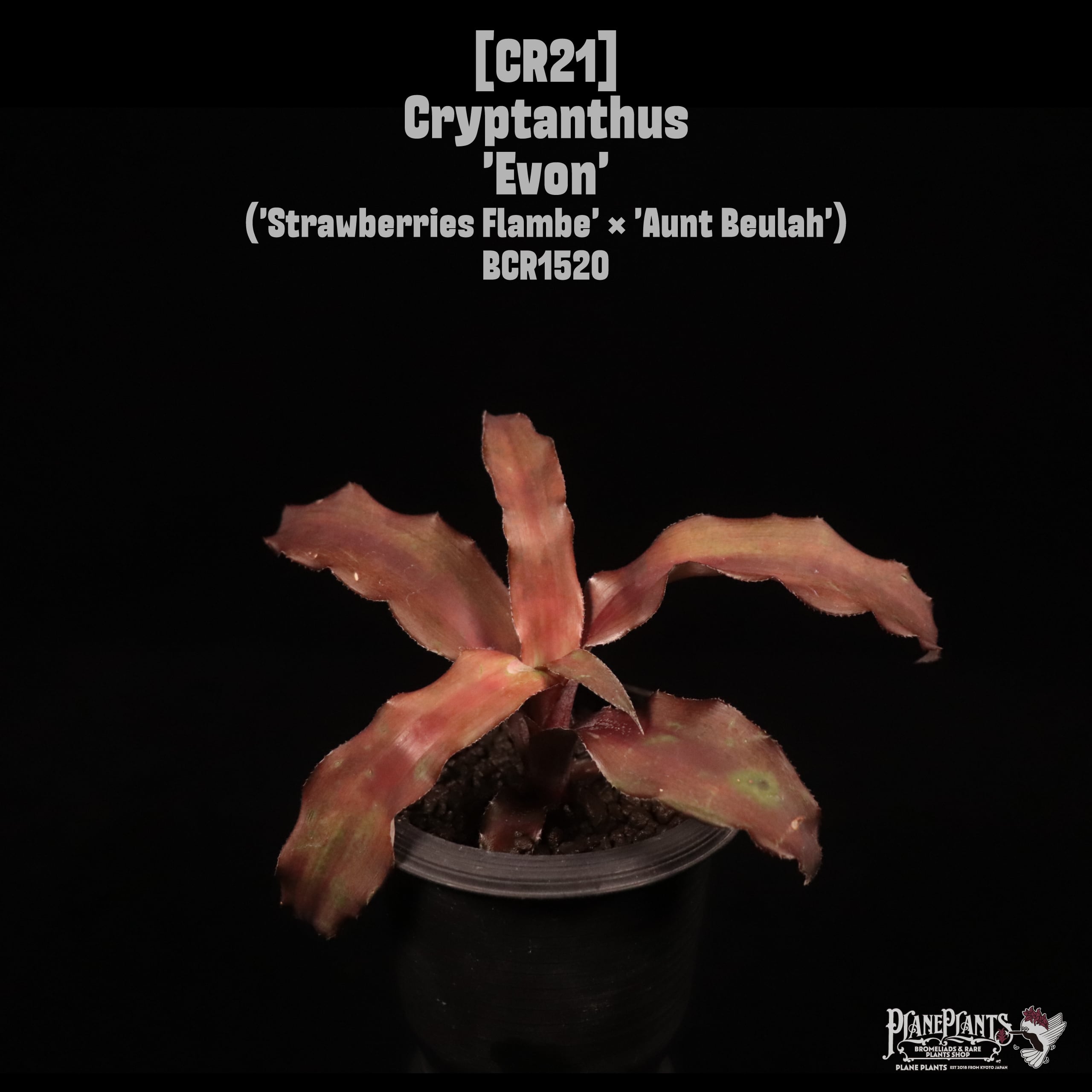 Cryptanthus 'Evon'〔クリプタンサス〕CR21