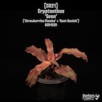 Cryptanthus 'Evon'〔クリプタンサス〕CR21