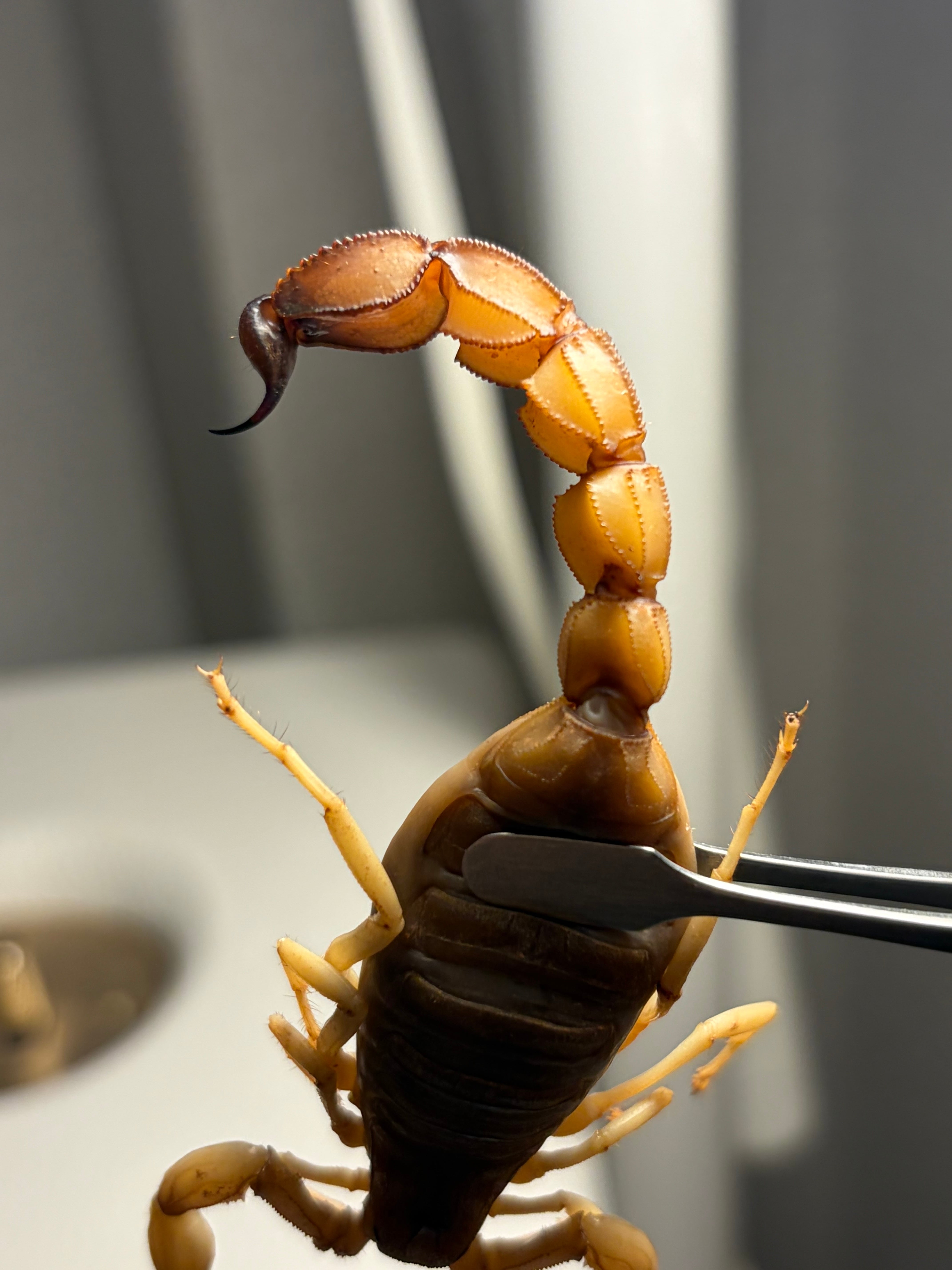 特定外来生物のイエローファットテールスコーピオン 標本 全長8cm程
