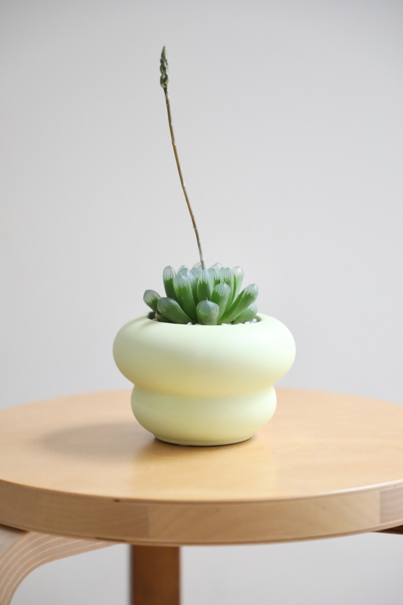 【S】ハオルチア オブツーサ/Haworthia obtusa