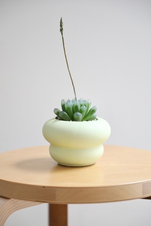 【S】ハオルチア オブツーサ/Haworthia obtusa