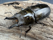 【F0】《ローゼンベルグオウゴンオニクワガタ 60mm ペア》