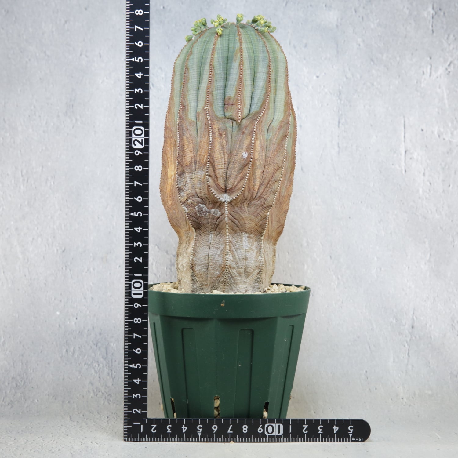 大株　オールド　オベサ　ヴィンテージ オス株【超厳選株】超大株 直径約9cm マウンテン ヴィンテージ オベサ