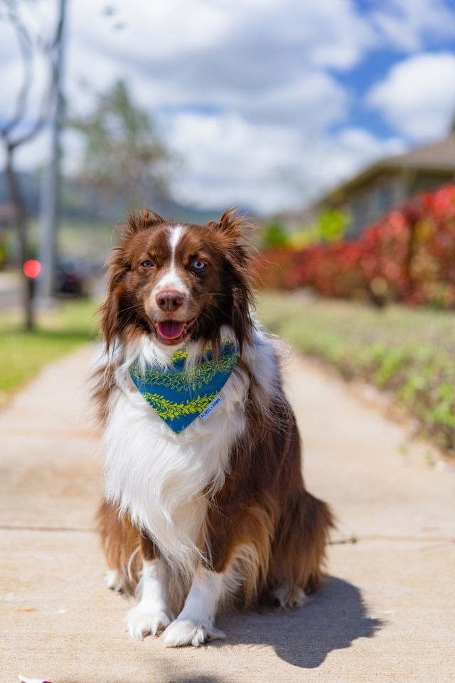 【PORTS+PAWS】Quick Dry Bandana PAKALANA