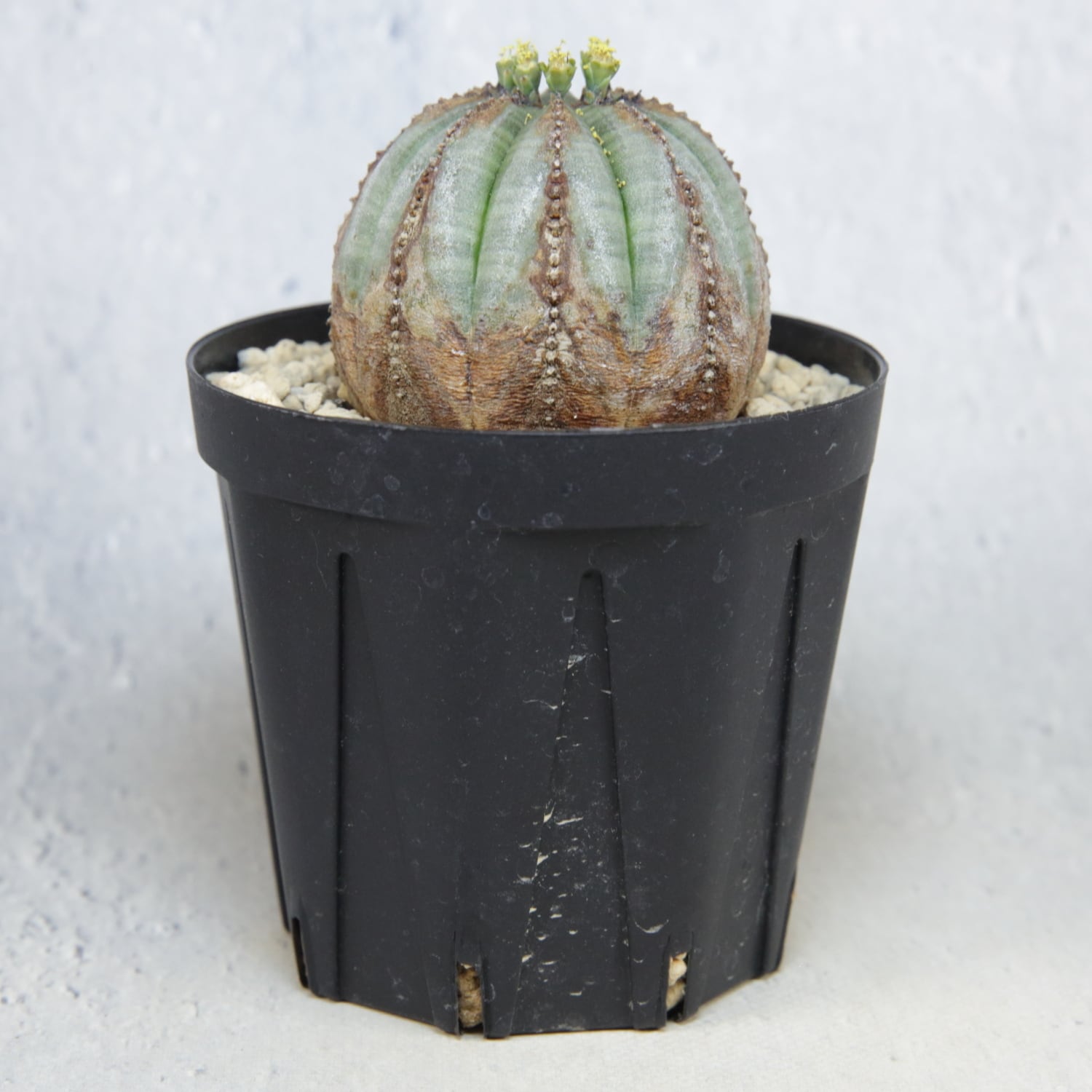 Ｈ*様 木質化 オベサ 成長点潰れ3号サイズ オス株 美模様 木質化 マイクロ オベサ / ユーフォルビア | LIGHTHOUSE