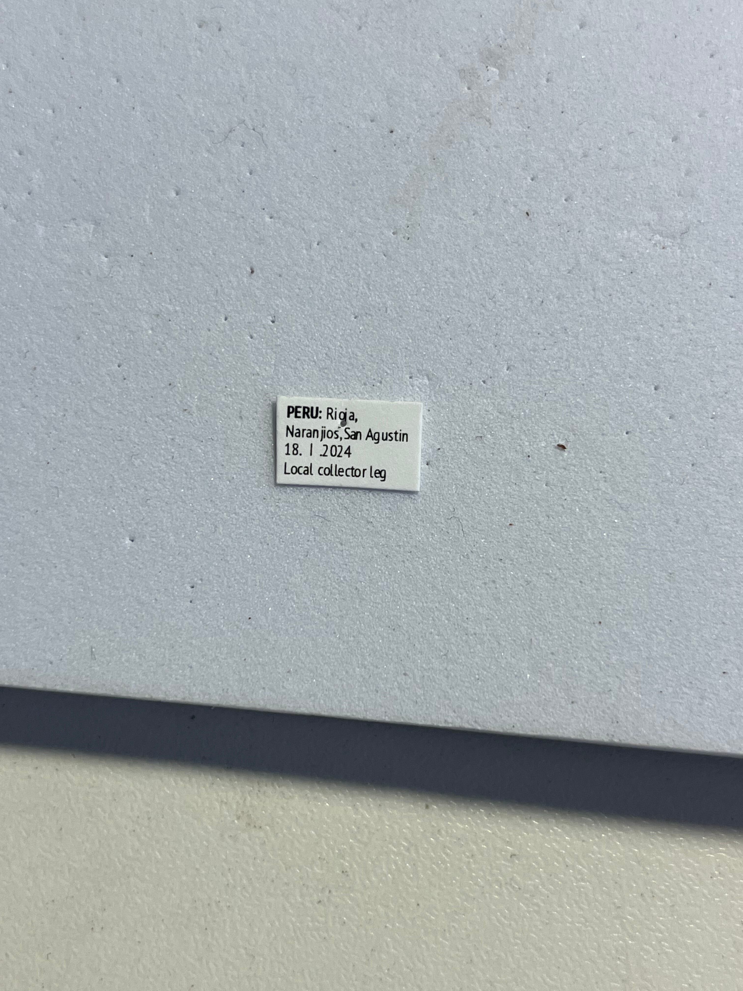 青緑黄】ルリオニカミキリ ムラサキオニノコギリカミキリ