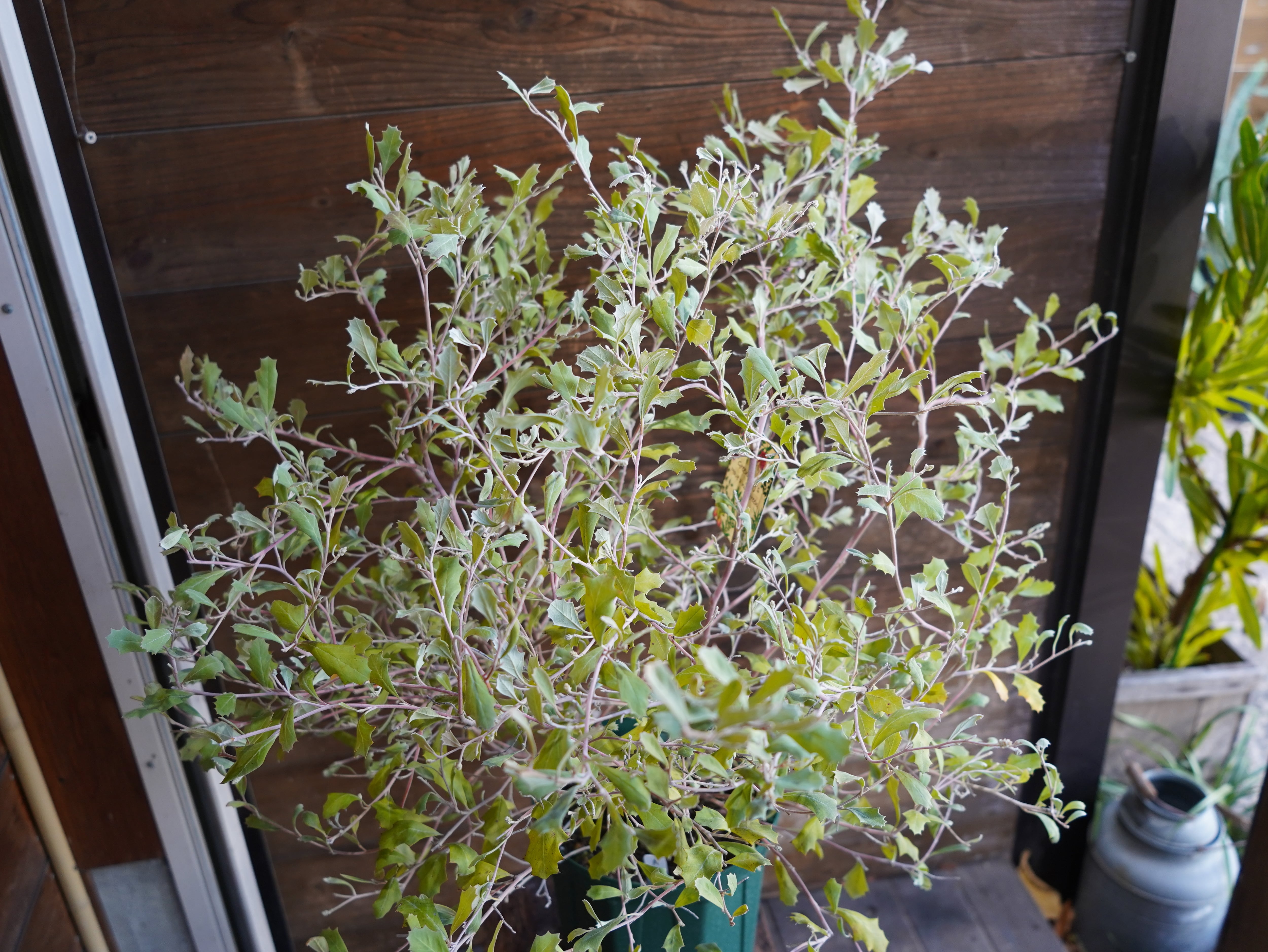 【現物】グレビレア　”ホーリホワイト”