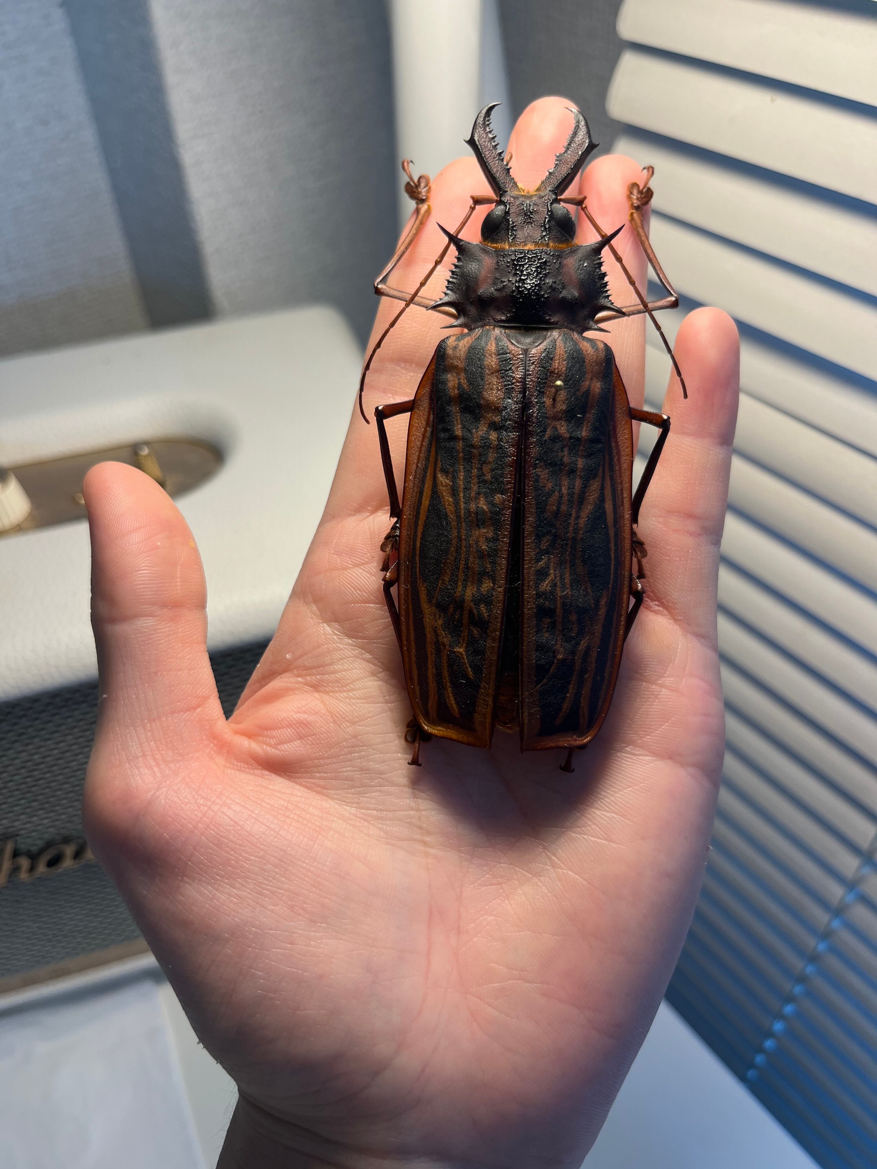 106mm♀】オオキバウスバカミキリ標本 Macrodontia cervicornis昆虫