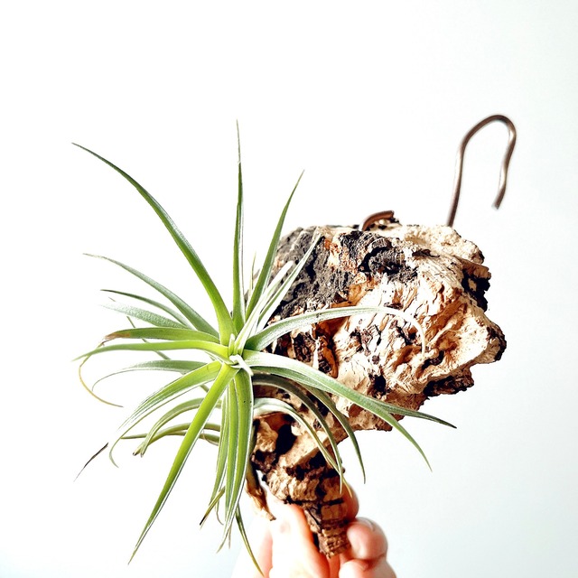 チランジア スイートイザベル 流木付 着生株 エアプランツ