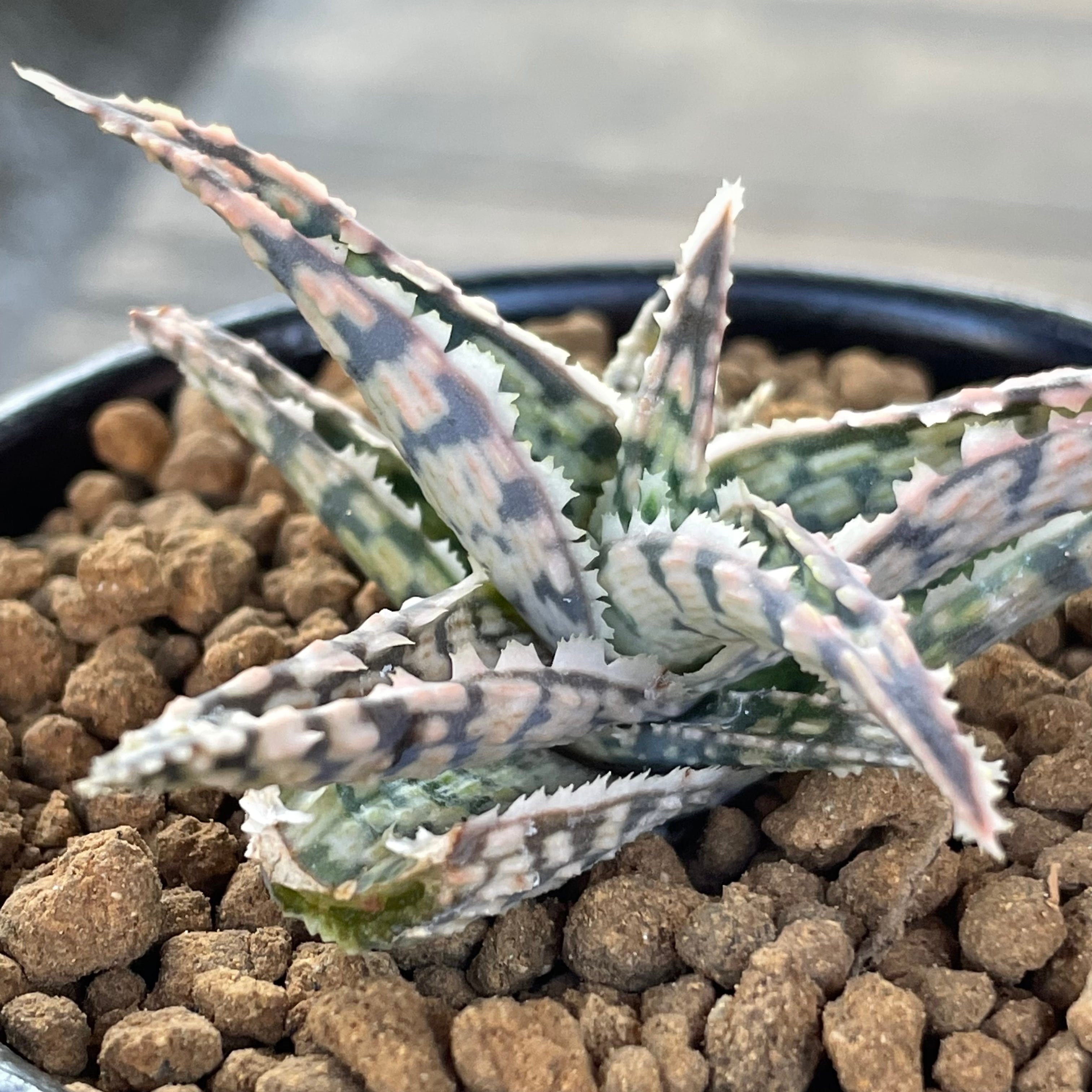 T)鉢入りスーパースノーホワイト | RuPo 多肉植物専門店