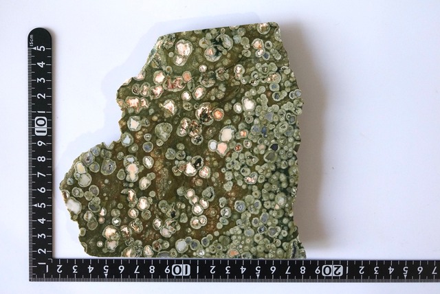 レインフォレスト・ジャスパー　Rainforest Jasper 747