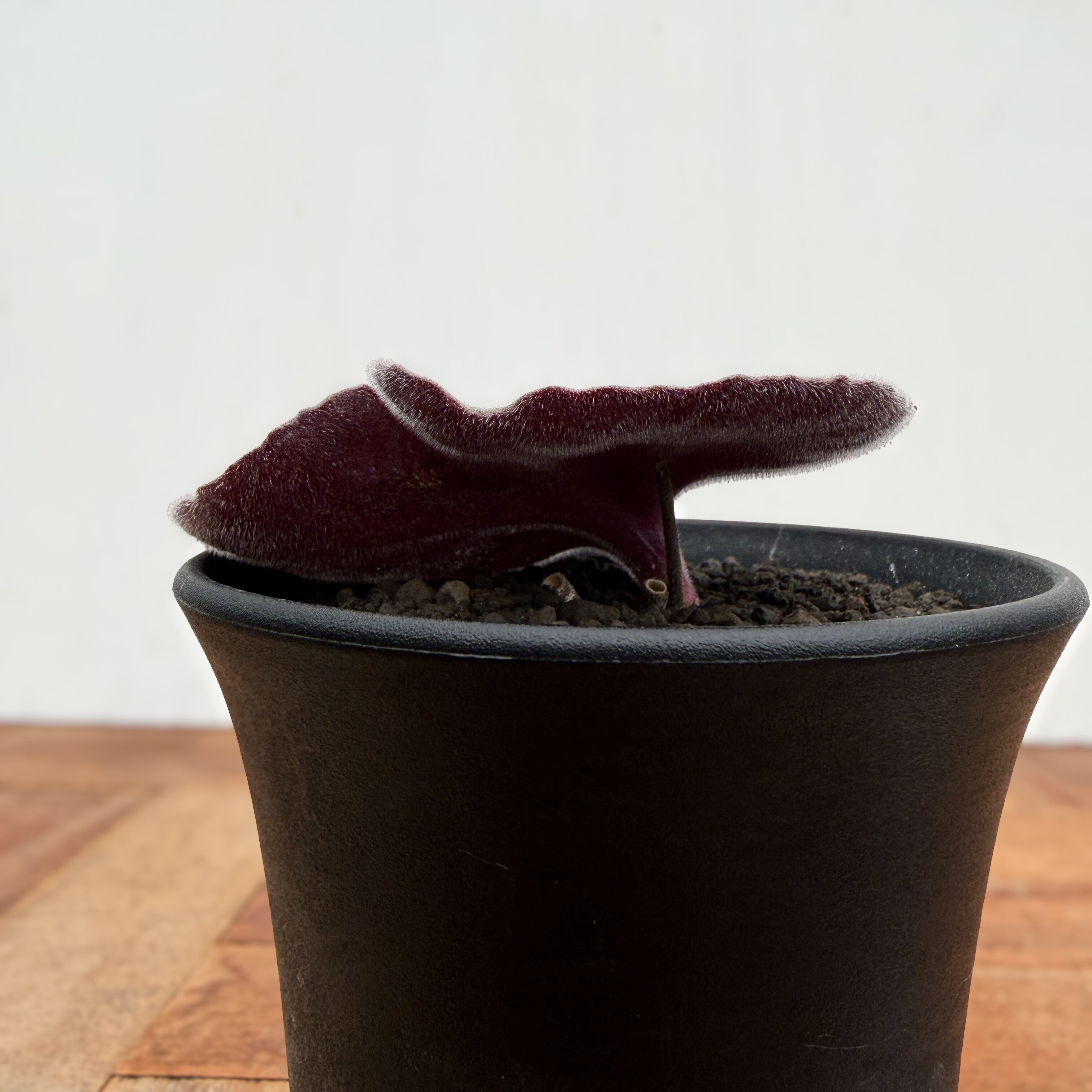 Tyrecodon singularis【チレコドン・シングラリス】 | RIMO'S GREEN