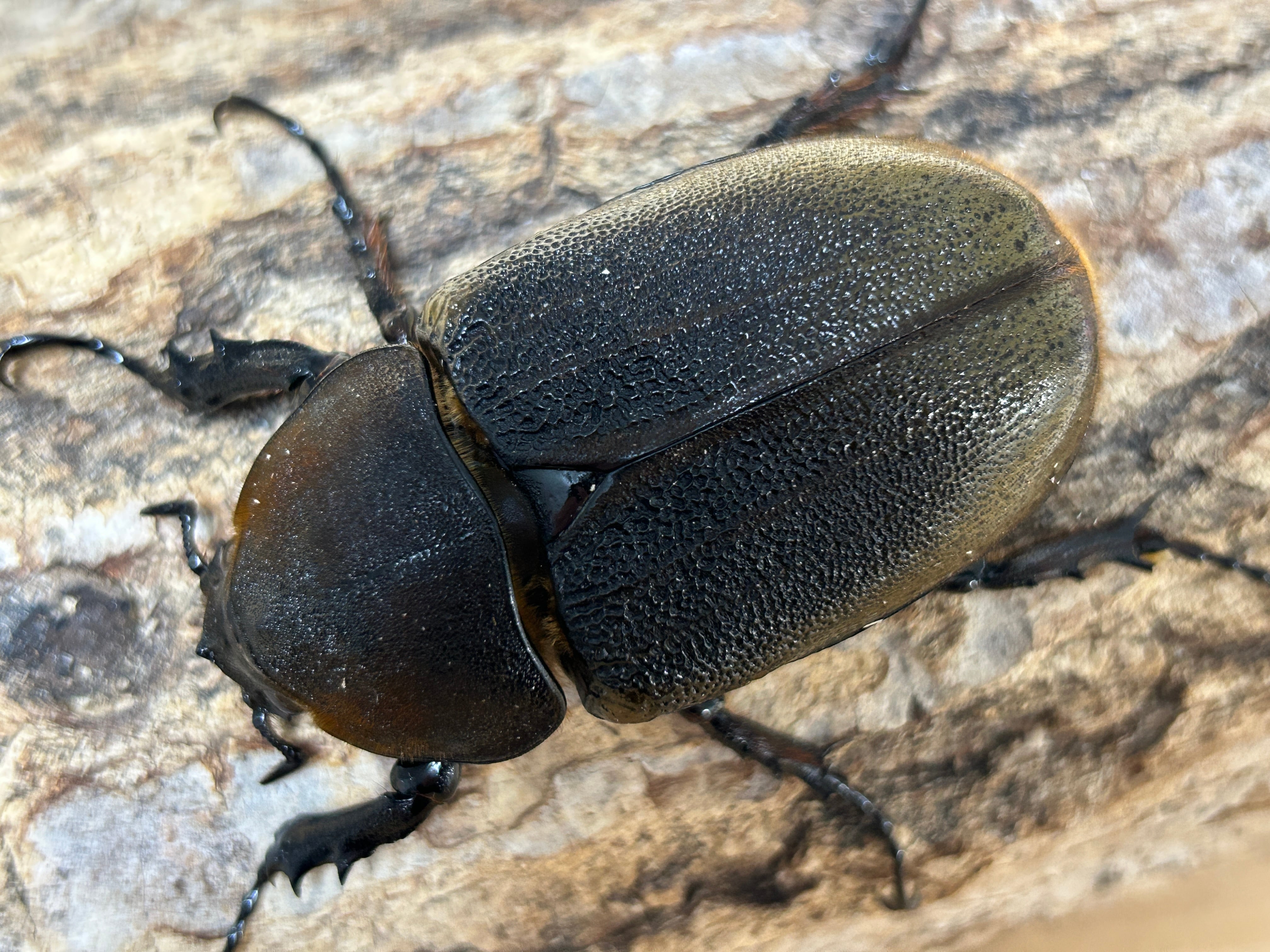 アートオブヘラクレス