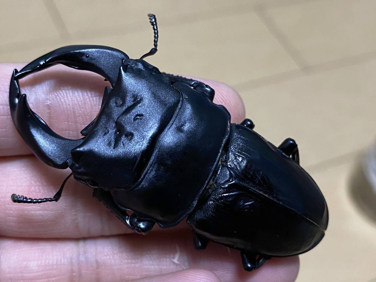 幼虫飼育 お試し価格 極太系 オオクワガタ 阿古谷 幼虫5頭 オリジナル 438 484 夢旅路 Dream Vision