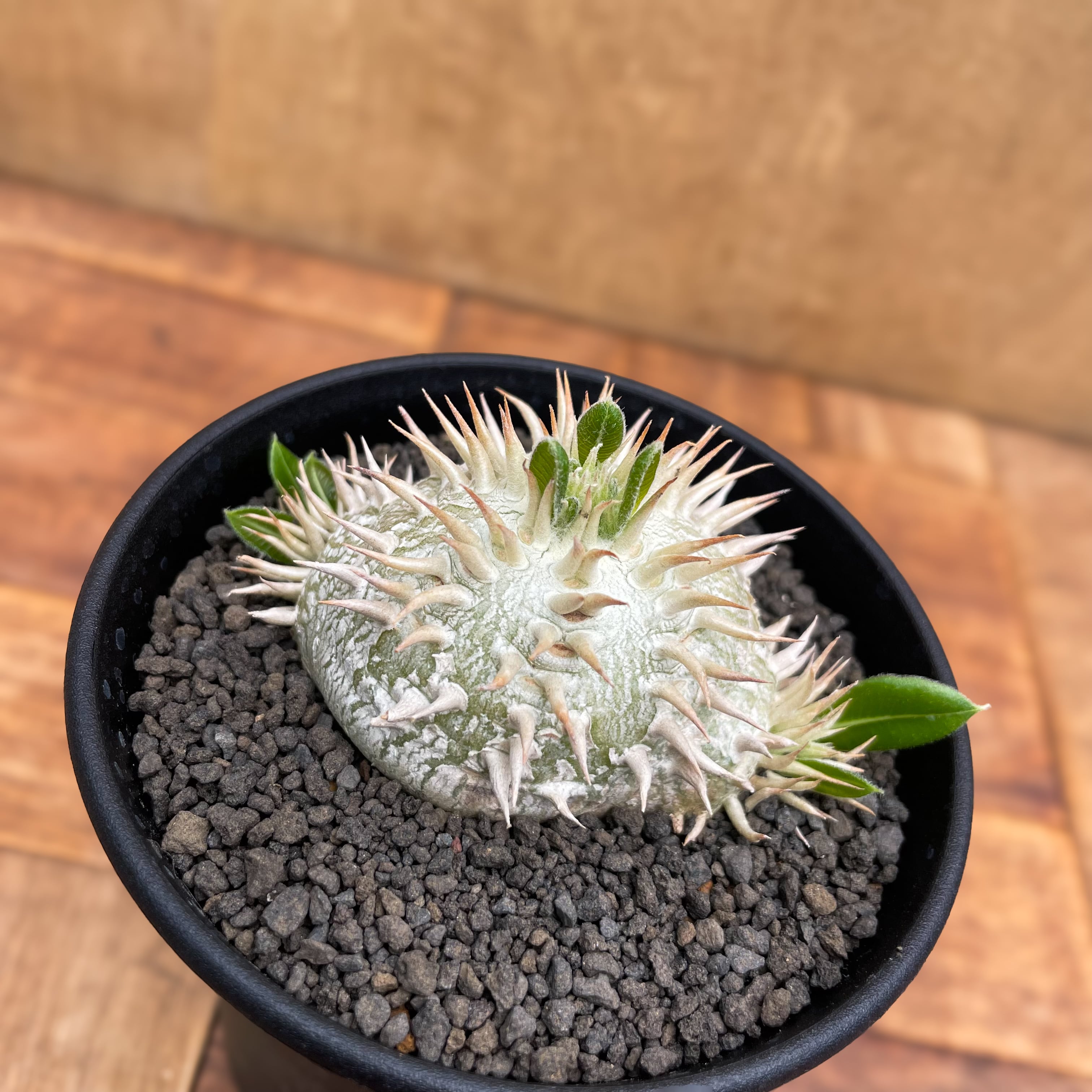 Pachypodium brevicaule パキポディウム 恵比寿笑い 実生 ブレビカウレ