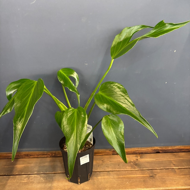 モンステラ デリシオサ イエローマリリン【1009】 モンステラ デリシオサ イエローマリリン【1009】