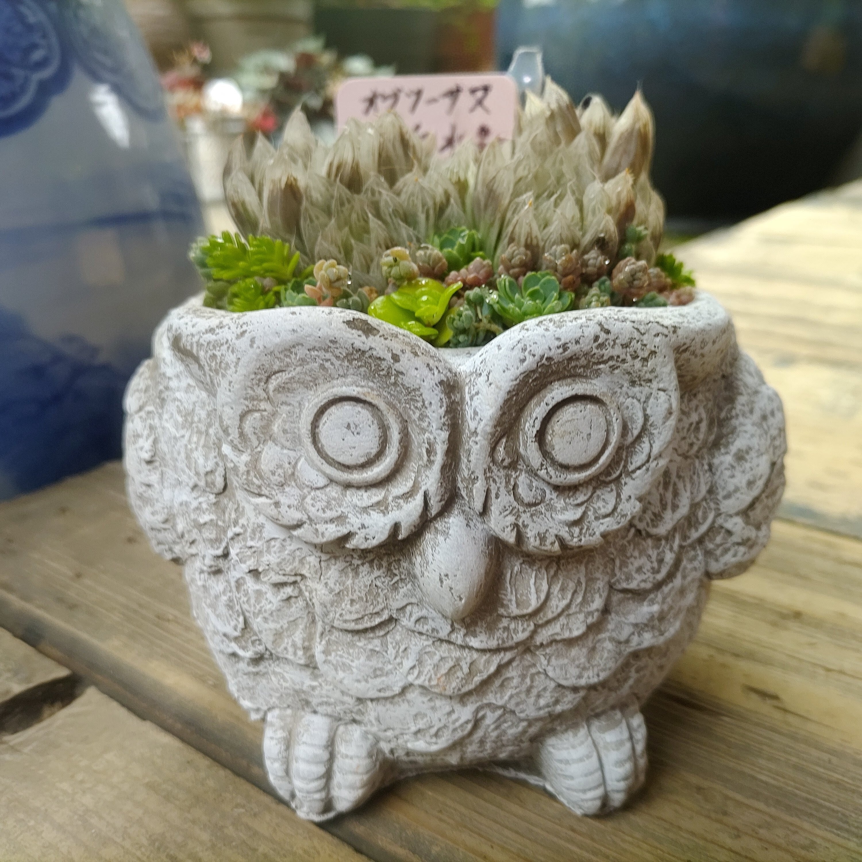 可愛ぃふくろう鉢入り白水晶（ハオルチア） | RuPo 多肉植物専門店