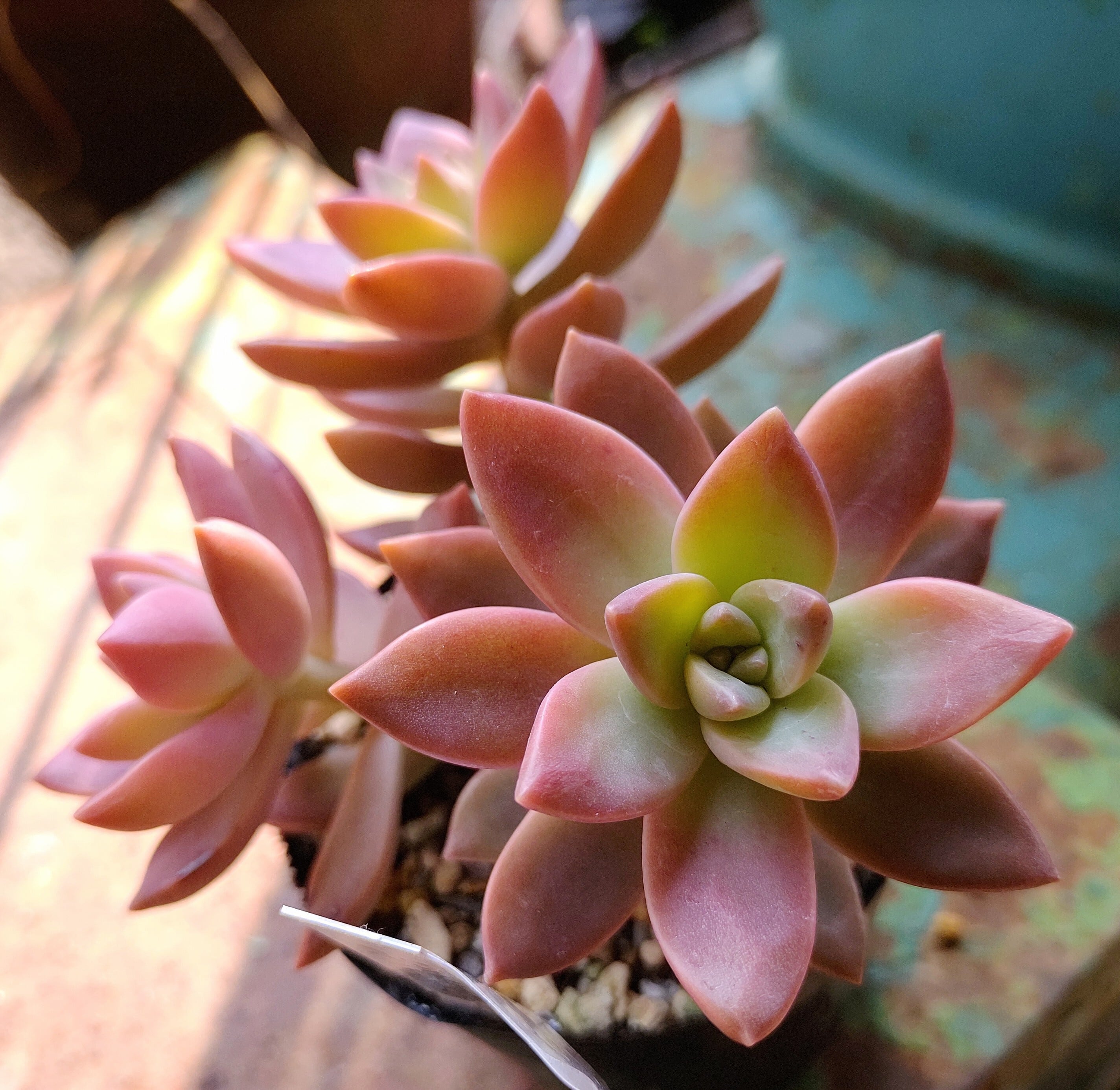 パラグアイエンセ ラベンダーフォーム | RuPo 多肉植物専門店