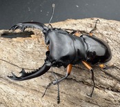 【WD】《インペリアリスツヤ亜種komorii バタラザ産 65mm ペア》