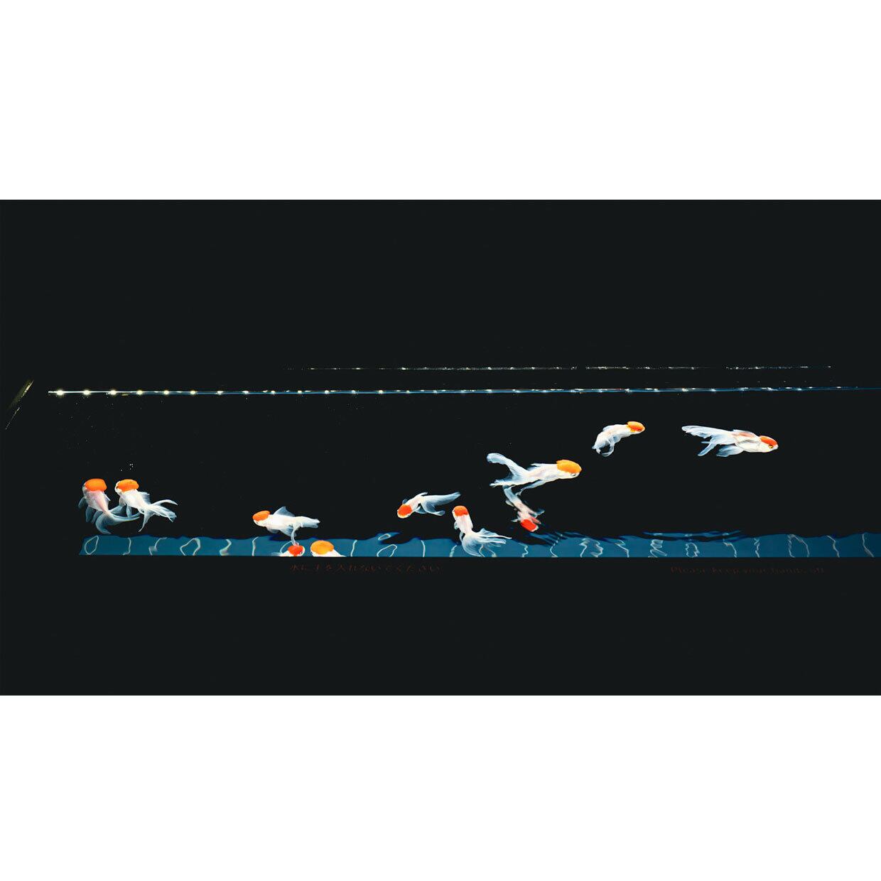 モメントビデオ「水槽をゆっくり泳ぐ金魚、丹頂」パソコン用 AI生成動画 with photo