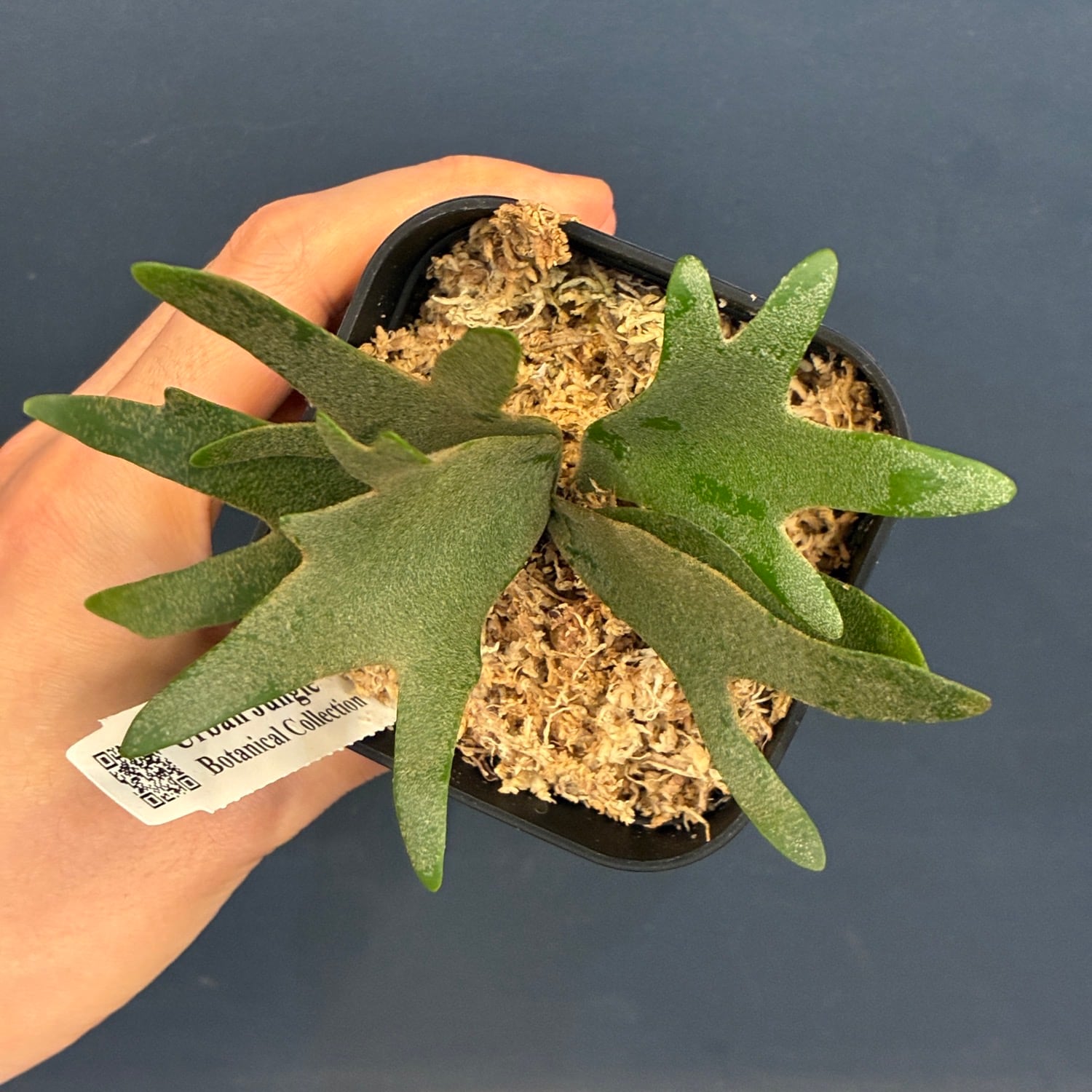 UJ】ビカクシダ ジェニー P. willinckii 'Golden Boy' Spore【885