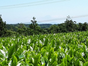 ひっぱりあい深むし茶（200g)