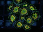 【在庫処分】SelectionBaliShip Zoanthus CandyApple 41