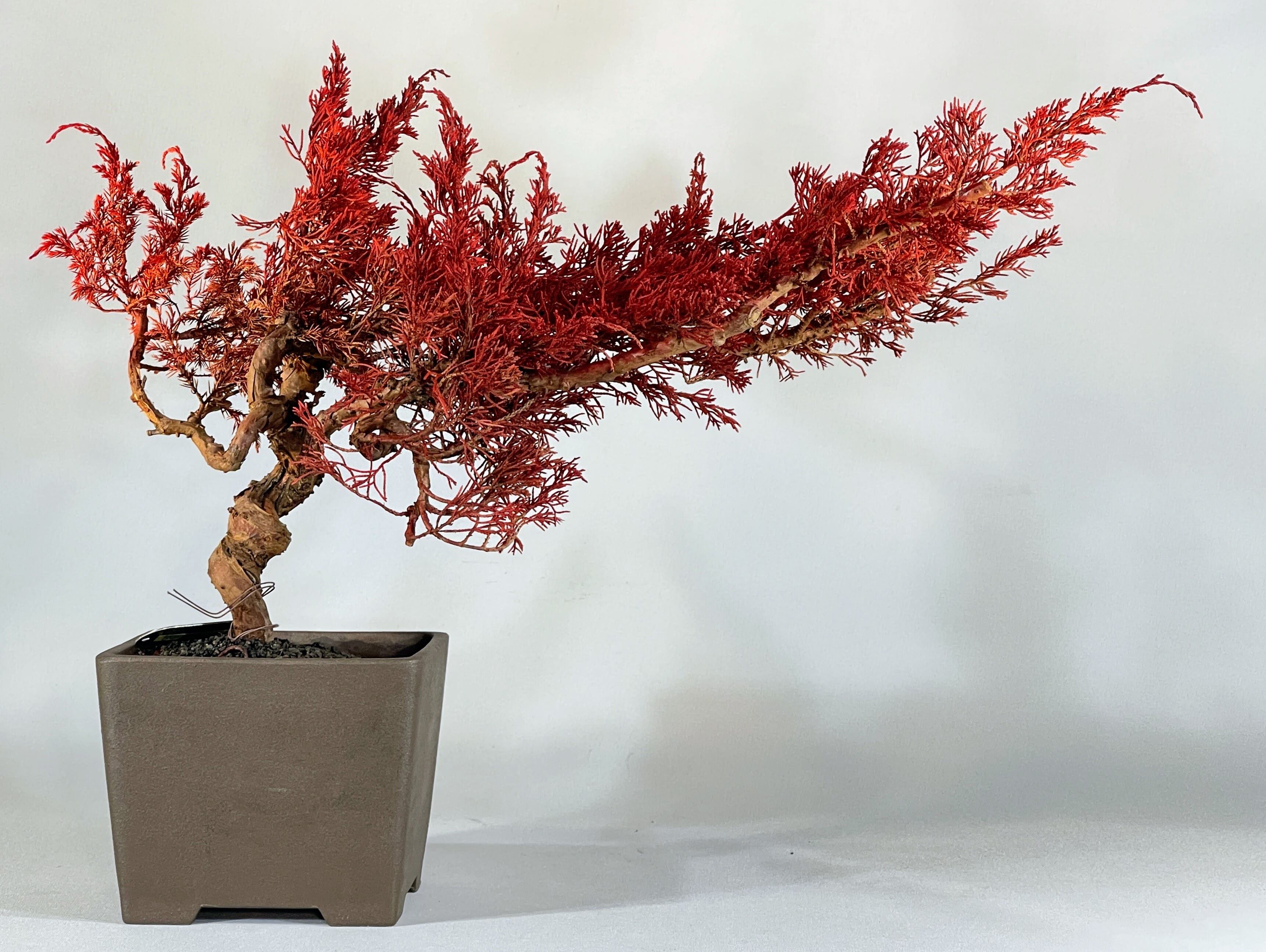 ALL ITEM | DRY BONSAI TOKYO Online store