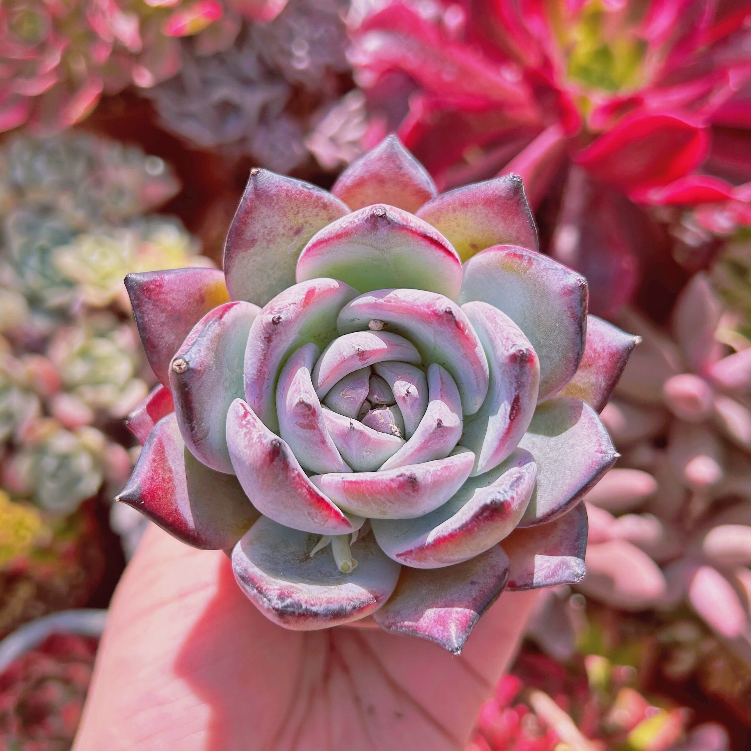 多肉植物　新品種　黒武士　大苗