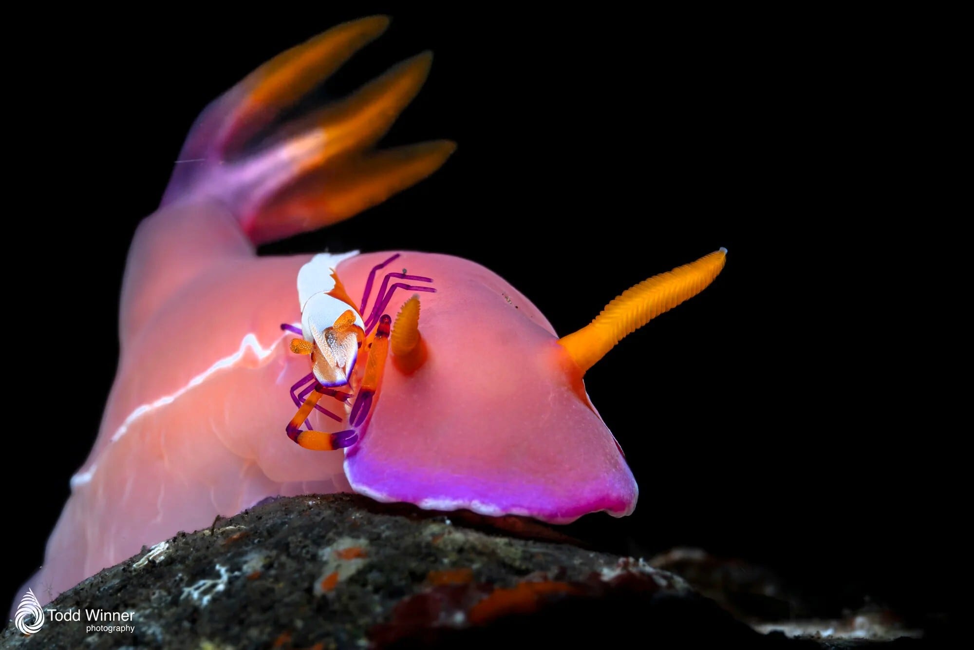 Nauticam NAミッドレンジフォーカスオプティマイザー MFO-1 [21667