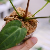 【希少な交配種】アンスリウム・ワロクアーナム × レガレ② / Anthurium warocqueanum × regale / 観葉植物<育て方・花言葉>
