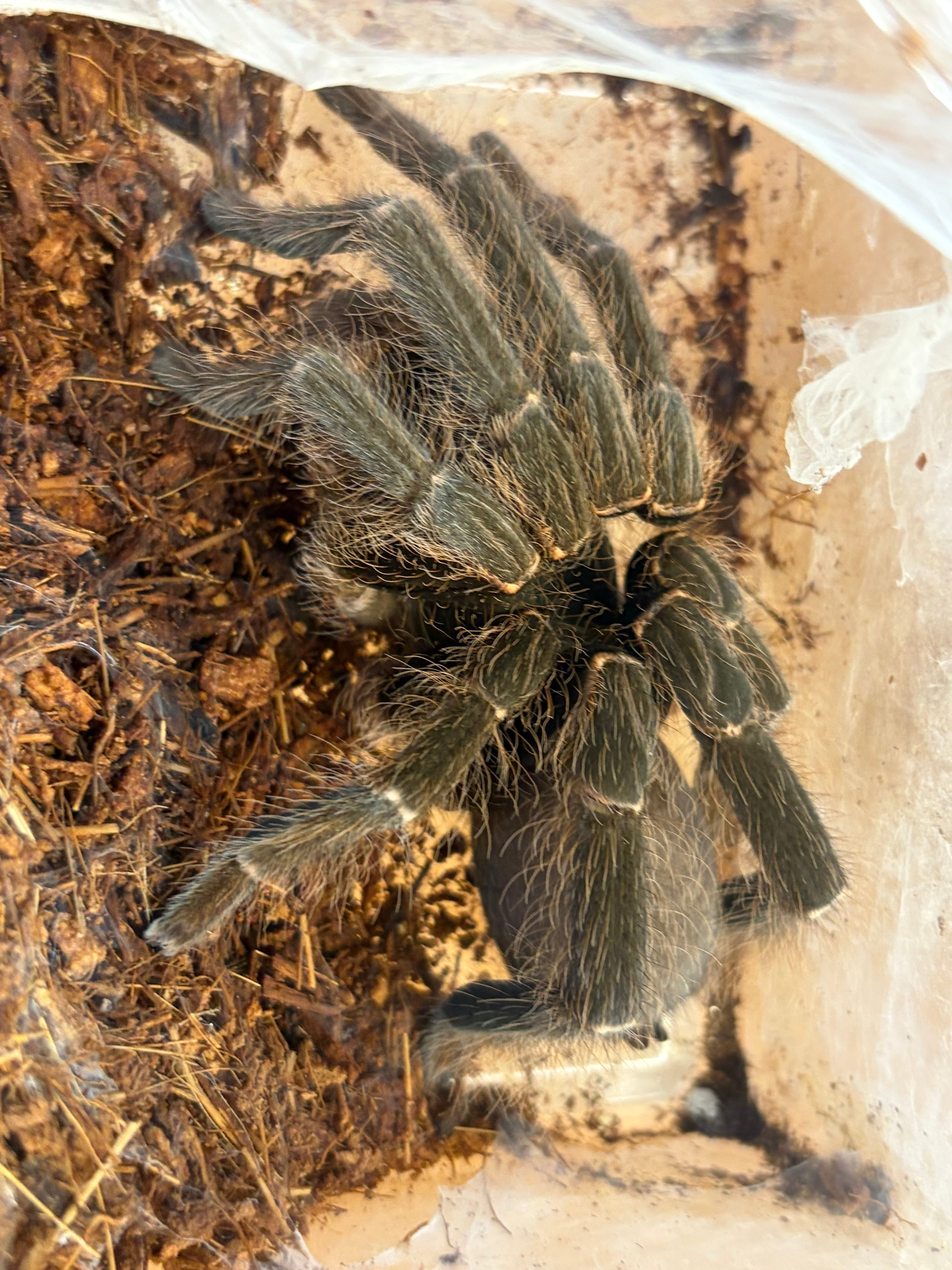 16mm】マダガスカル固有のPygora lenociniaハナムグリ 標本ウグイス