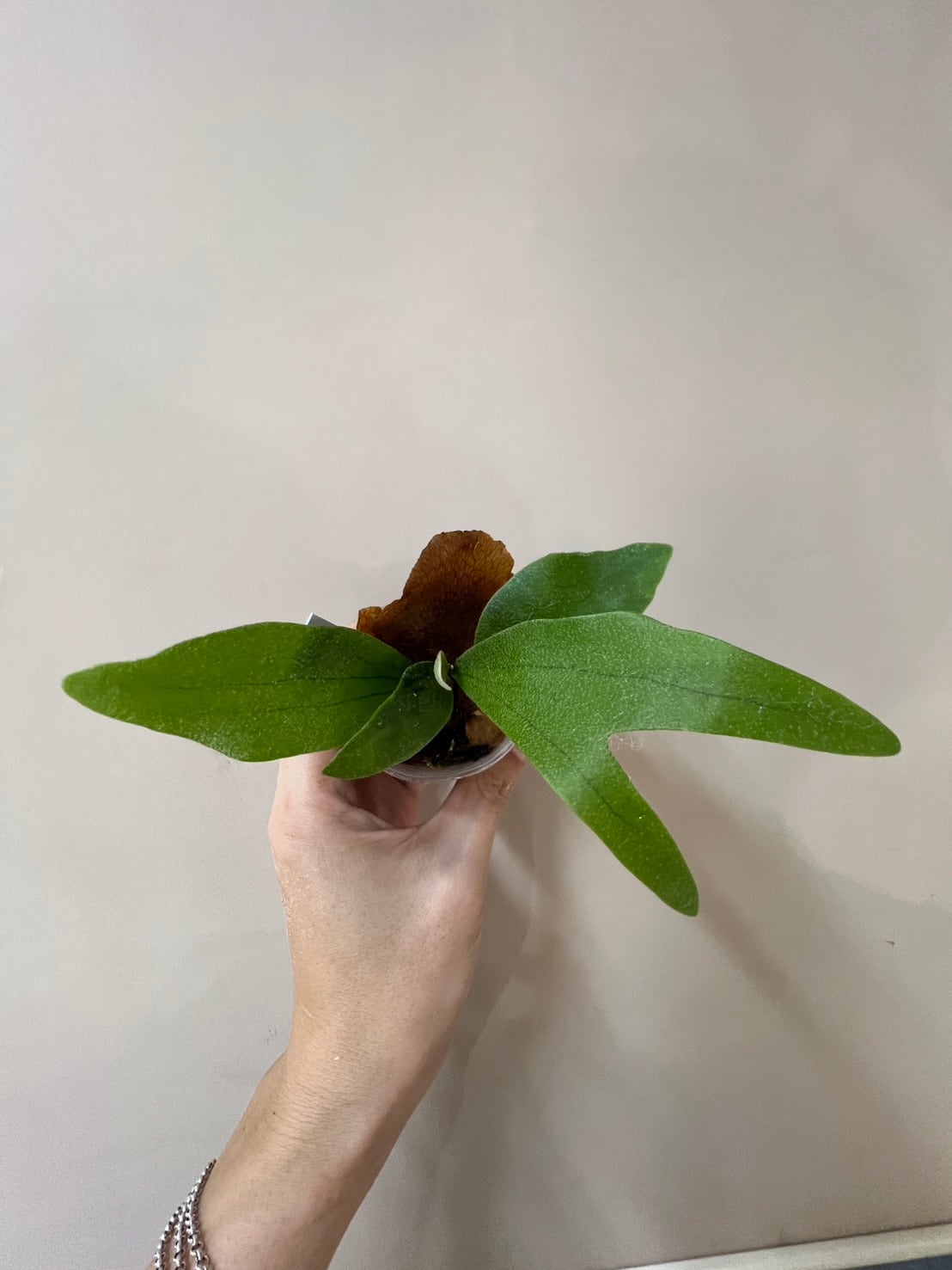 ALL ITEM | Plants.Links