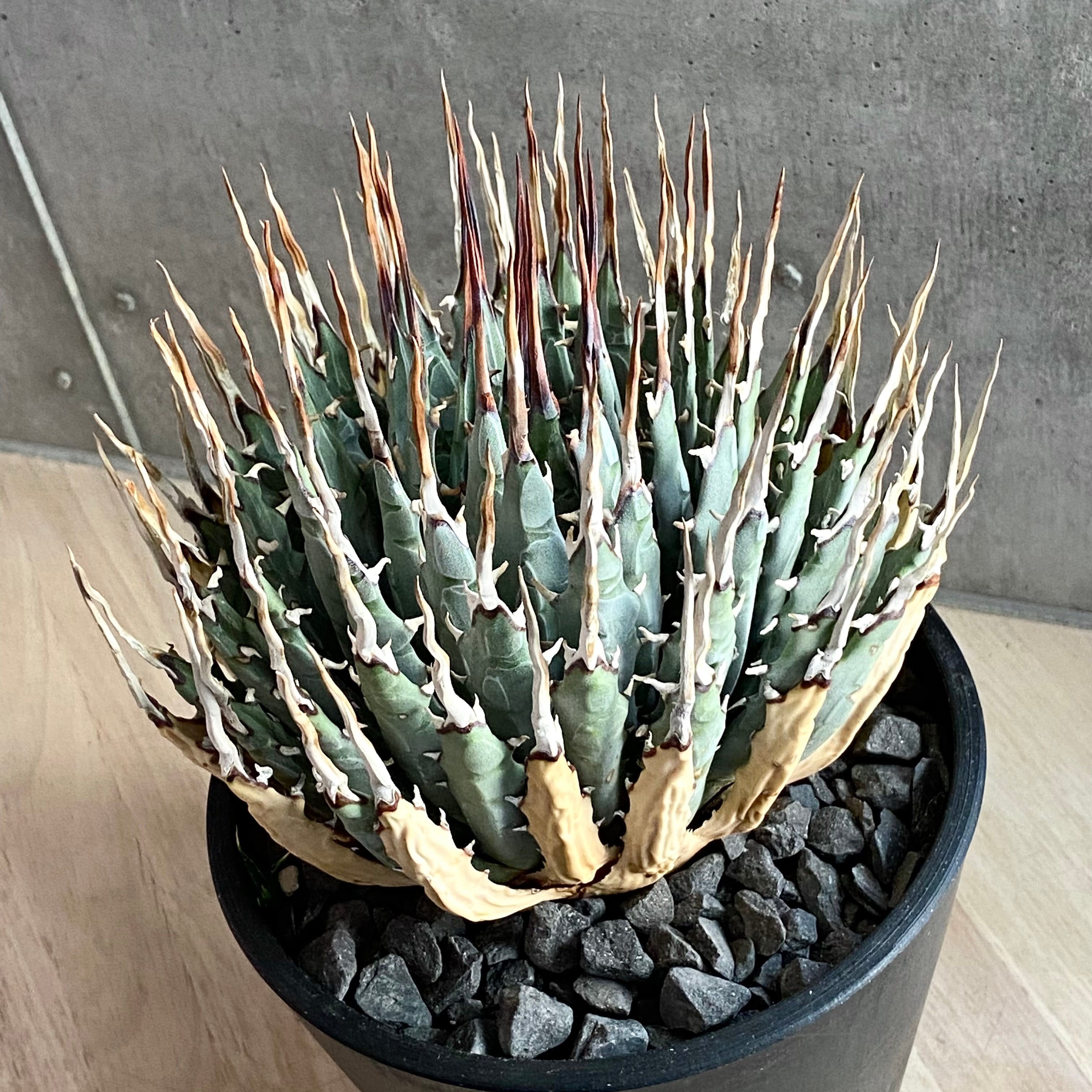 agave utahensis eborispina /アガベ ユタエンシス エボリスピナ agave utahensis eborispina /アガベ ユタエンシス エボリスピナ