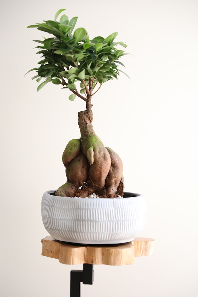 【M】ガジュマル/Ficus microcarpa ※陶器鉢付き