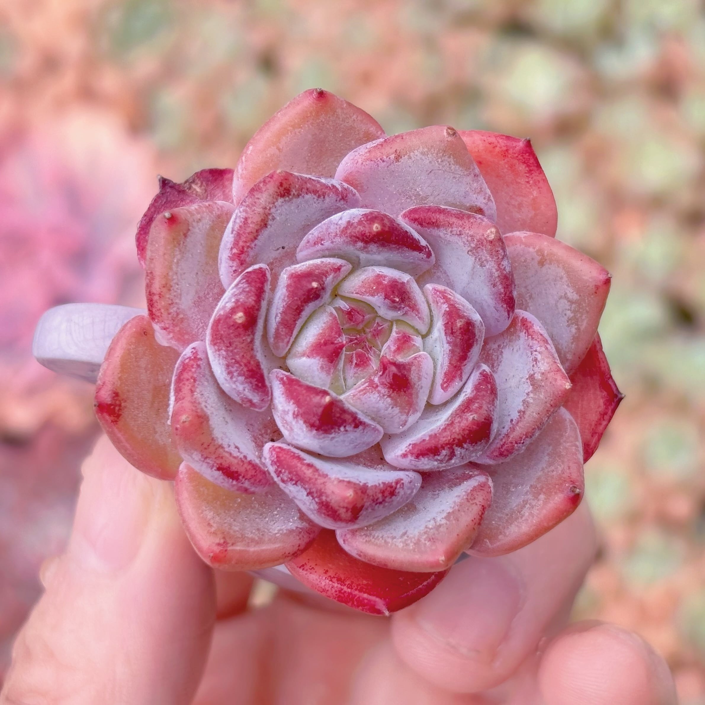 多肉植物　茉莉花　新入荷　るる農園