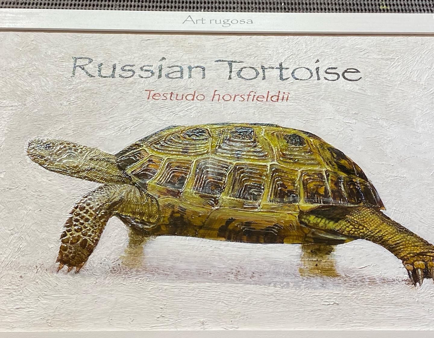 ロシアリクガメ アートルゴッサ ロシアリクガメ アートルゴッサ