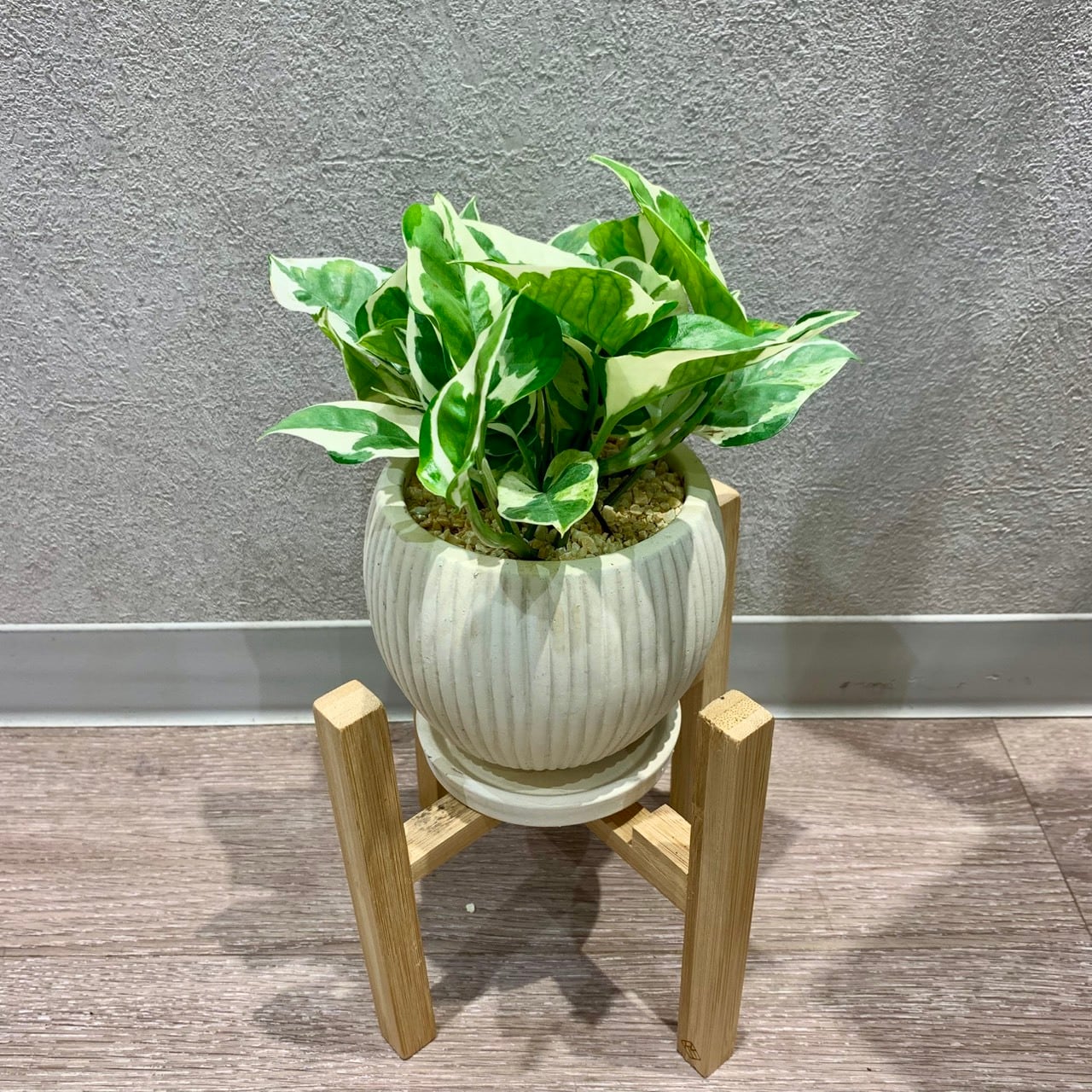 一点もの【ポトス・エンジョイ】|観葉植物|ポトスギフト|ポトス陶器|エンジョイ|ギフト|フラワーギフト|エンジョイ陶器