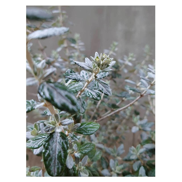 Teucrium fluticans