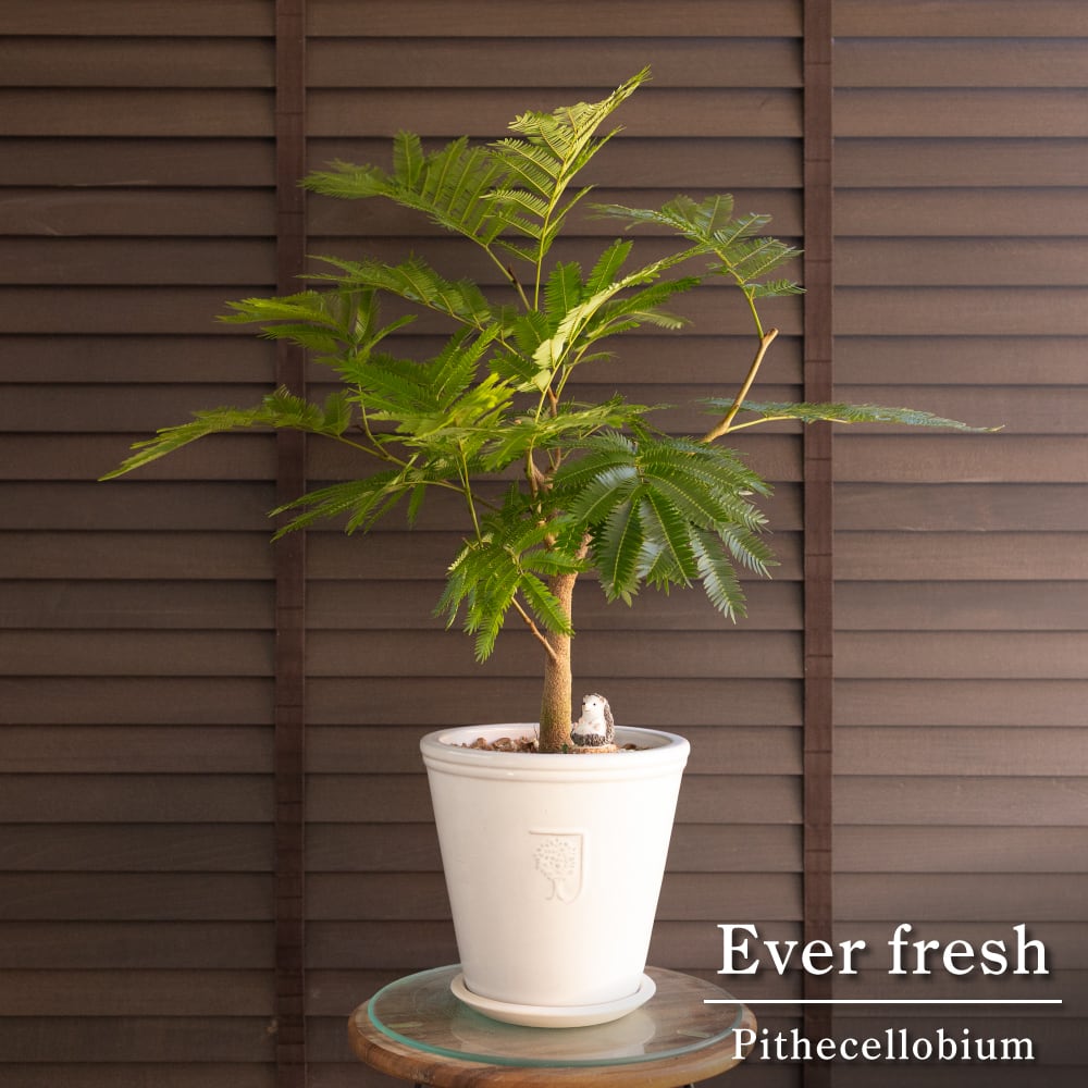 幹太 エバーフレッシュ 7号 RHS 陶器鉢 Ever fresh 観葉植物 1003WH