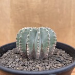 Geohintonia mexicana【ゲオヒントニア・メキシカーナ・実生】