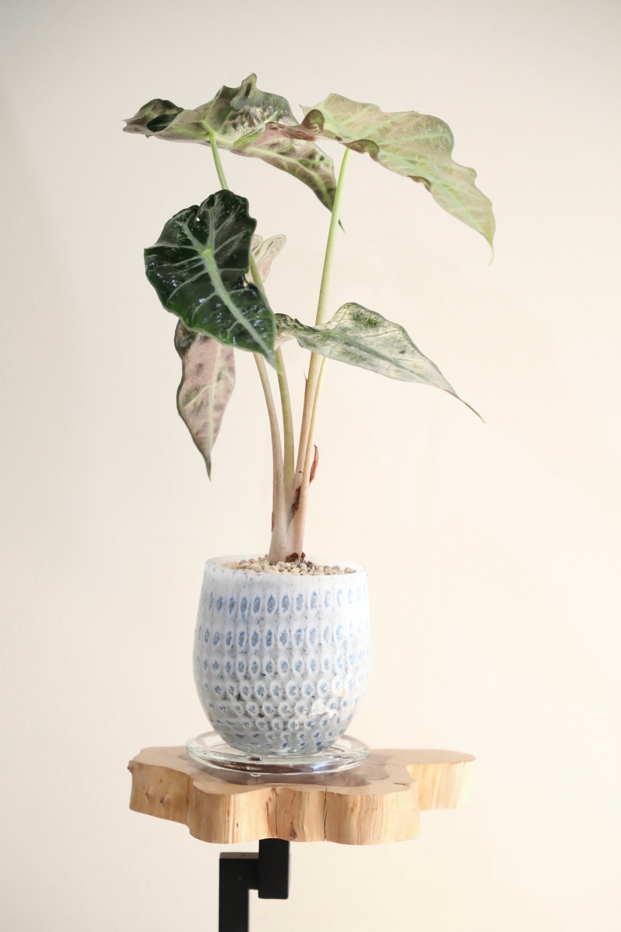 【M】アロカシア アマゾニカ ポリー ミントバリエガータ/Alocasia ※ガラスポット付き