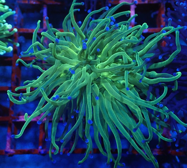 GreenTorch BlueChip FromSeaFarm 4